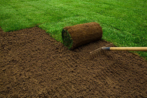 Everything You Need to Know About Lawn Turf Rolls